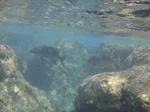 ハナウマ湾海中風景10.JPG