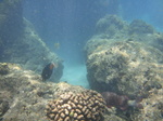 ハナウマ湾海中風景12.JPG