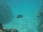 ハナウマ湾海中風景14.JPG