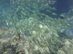 ハナウマ湾海中風景18.JPG