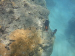ハナウマ湾海中風景2.JPG