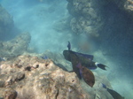 ハナウマ湾海中風景20.JPG