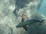 ハナウマ湾海中風景22.JPG