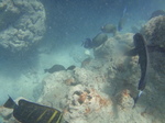 ハナウマ湾海中風景24.JPG