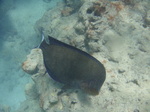 ハナウマ湾海中風景26.JPG