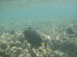 ハナウマ湾海中風景28.JPG