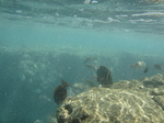 ハナウマ湾海中風景4.JPG