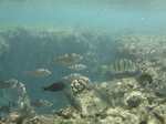 ハナウマ湾海中風景6.JPG