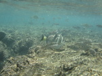 ハナウマ湾海中風景8.JPG